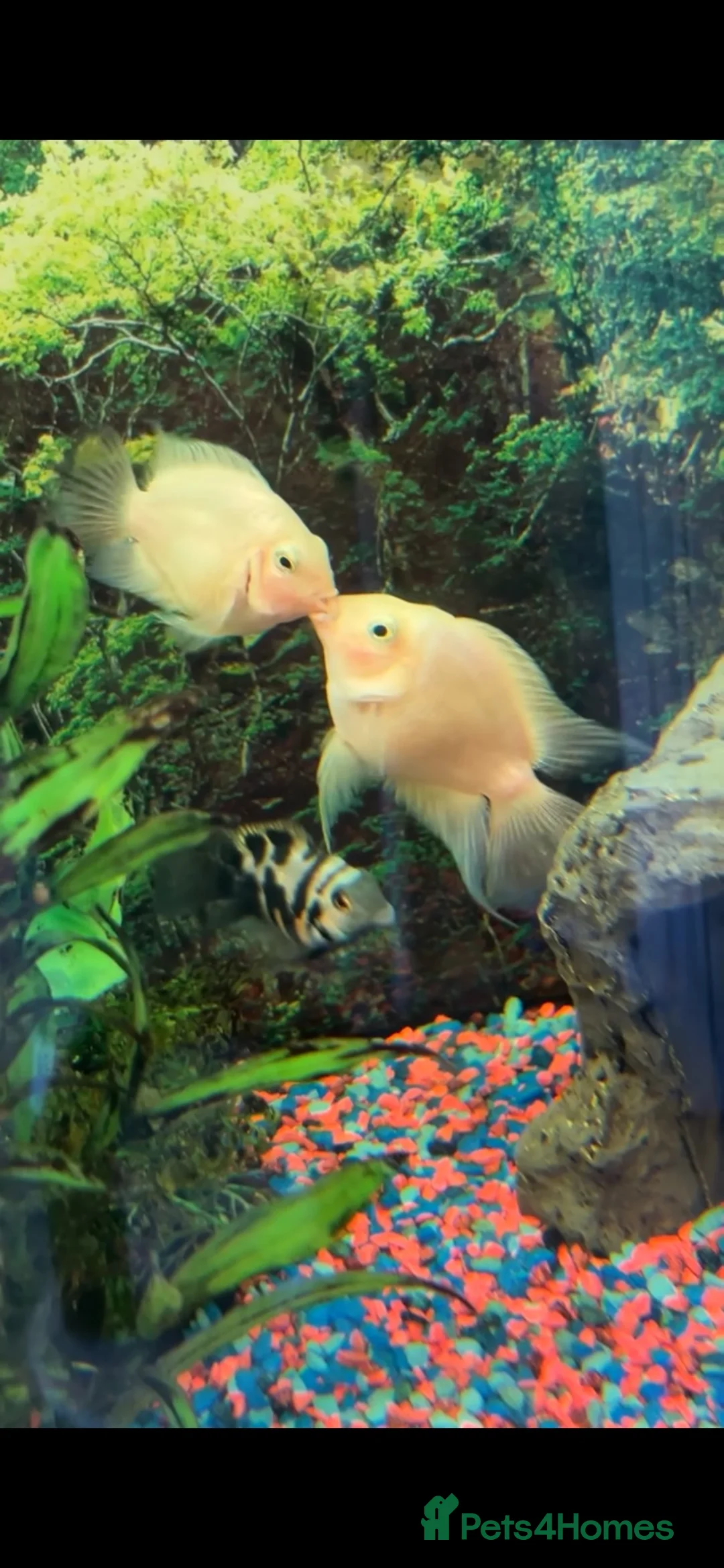 Plecos fish for sale: Peppermint plecos  - Advert 2