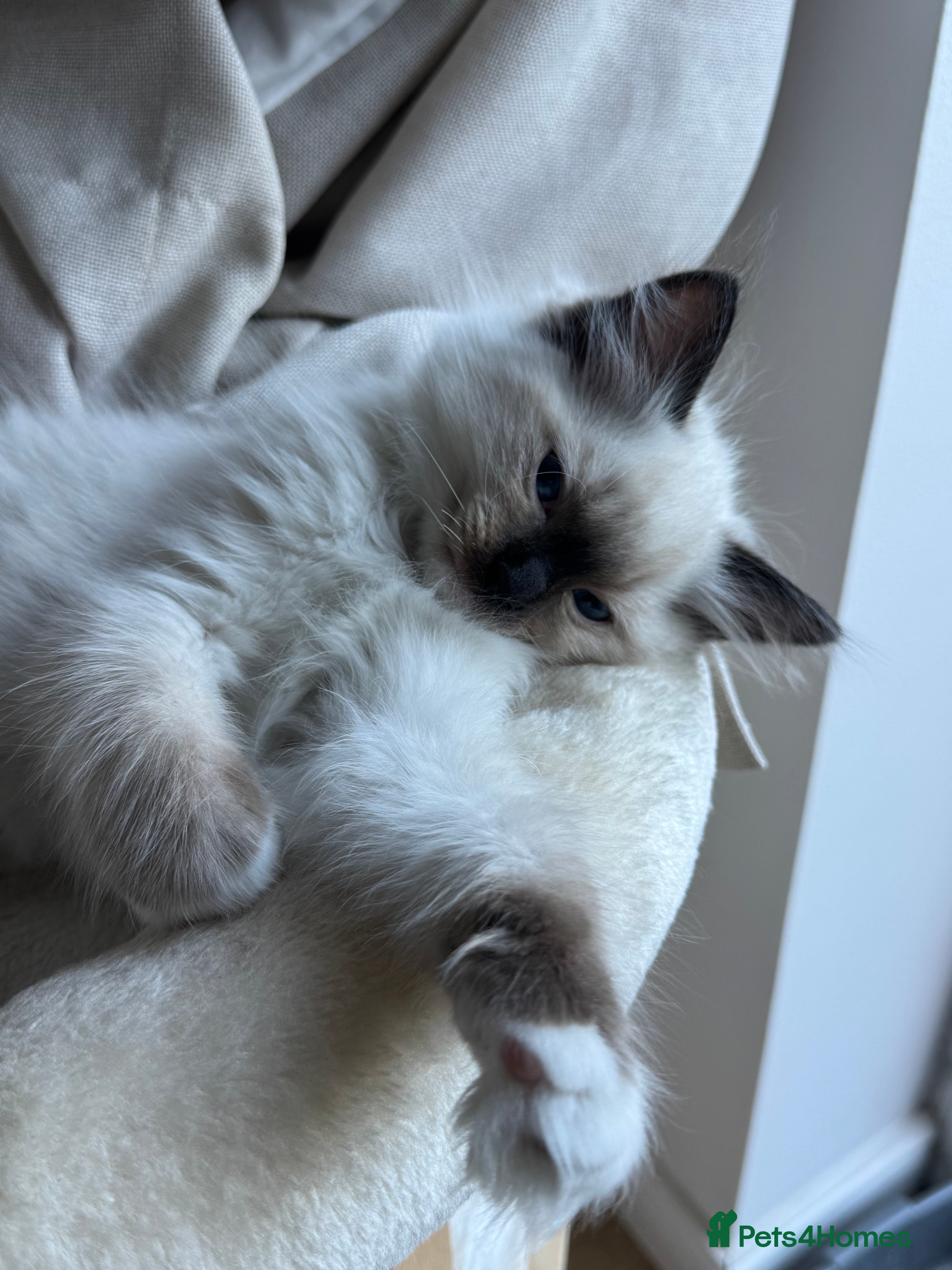 Ragdoll cats Last mitted Ragdoll boy available  - Advert 7