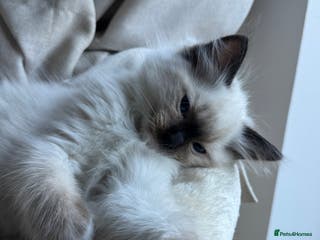 Ragdoll cats Last mitted Ragdoll boy available - Advert 14