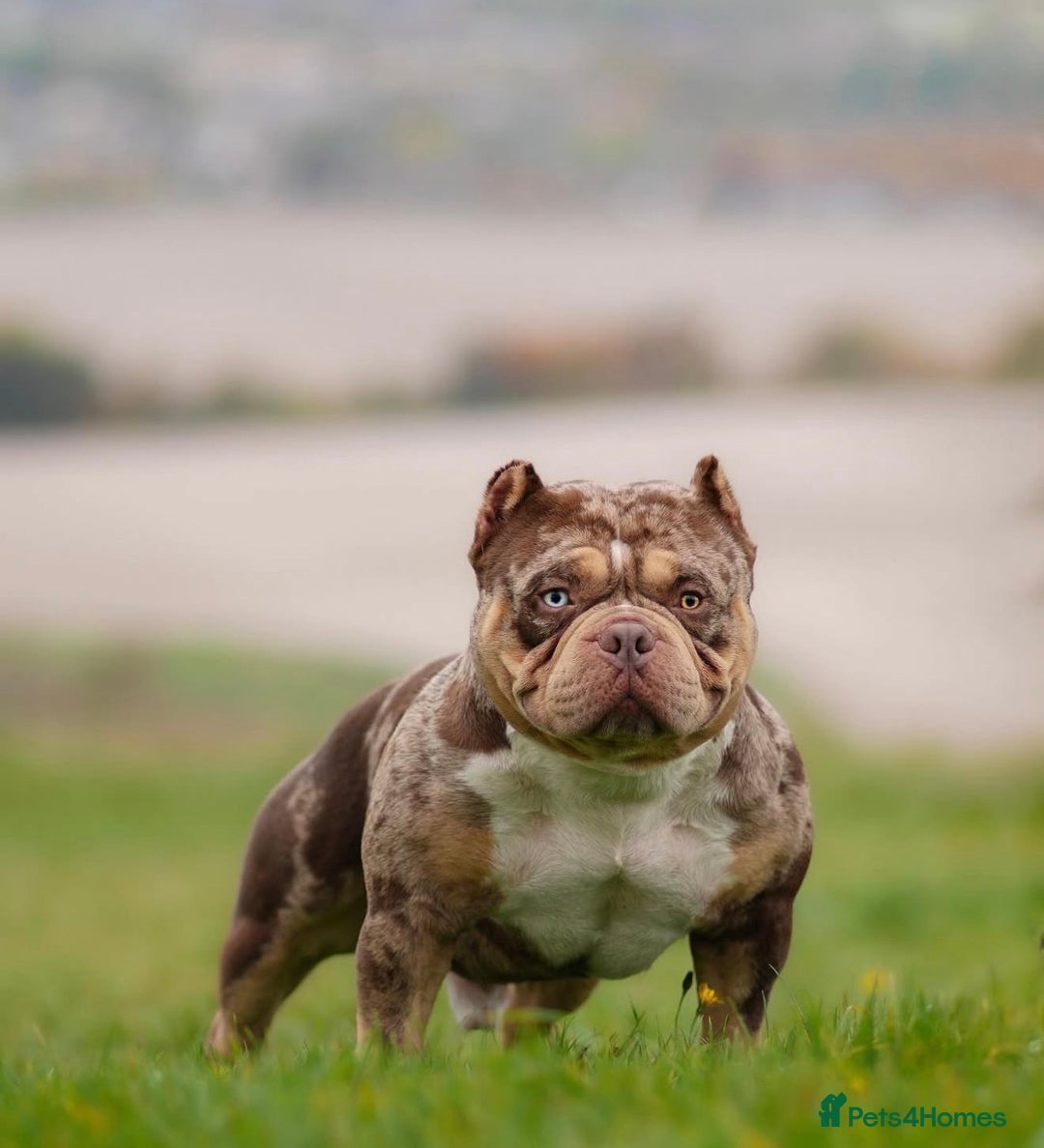 American Bully dogs for sale: American Pocket Bully VERY HIGH QUALITY  - Advert 4