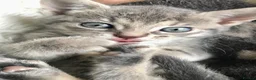 Bengal cats for sale: Glittery Bengal X With Famous References! - Advert 10