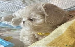 Shih Tzu dogs for sale: Lavender White Imperial Shih Tzu Puppies - Image 15