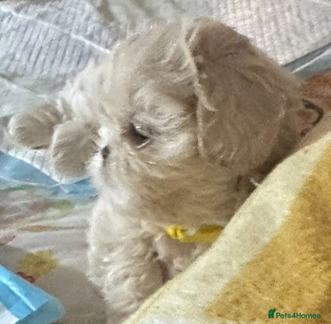 Shih Tzu dogs for sale: Lavender White Imperial Shih Tzu Puppies - Image 15