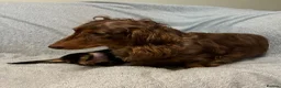 Miniature Dachshund dogs for sale: Two female LH MINI DACHSHUND pups PRA CLEAR ,  - Advert 3
