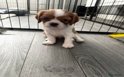 Cavalier King Charles Spaniel dogs for sale: 5 beautiful cavalier King Charles spaniel puppies - Image 14