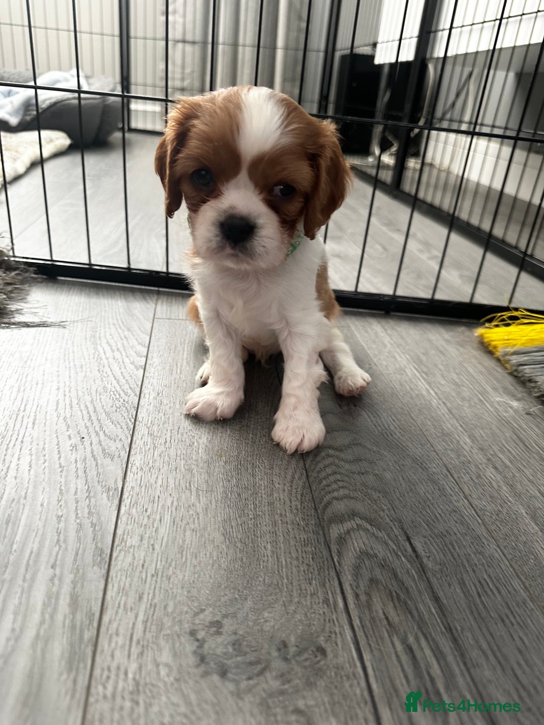 Cavalier King Charles Spaniel dogs for sale: 5 beautiful cavalier King Charles spaniel puppies - Image 14