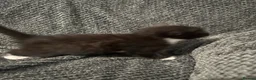 Mixed Breed cats for sale: Mixed cats - Advert 6