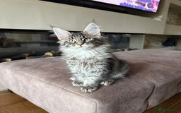 Maine Coon cats for sale: XL Russian Cubs 🇷🇺 ❤️ - Advert 19