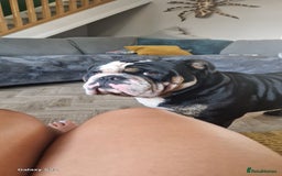 Olde English Bulldogge dogs for stud: Olde English Bulldogge (Black, white and brindle) - Image 26