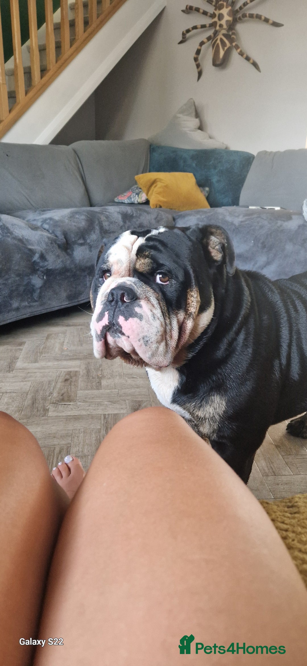 Olde English Bulldogge dogs for stud: Olde English Bulldogge (Black, white and brindle) - Image 26