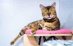 Bengal cats for sale: One of the kind Bengal Female -TICA reg.-Wild look - Image 27