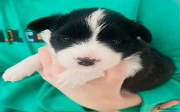 Border Collie dogs for sale: Border Collie Puppies (DNA clear tested parents) - Image 38