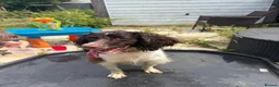 English Springer Spaniel dogs for sale: 22month old springer - Advert 4
