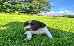 English Springer Spaniel dogs for sale: KC REG ENGLISH SPRINGER SPANIEL - Image 7