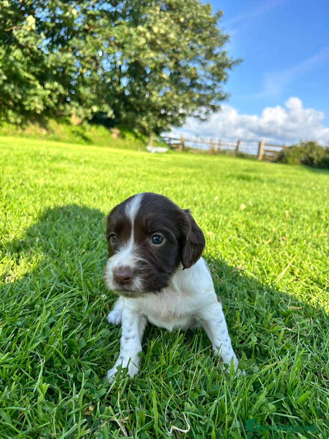 English Springer Spaniel dogs for sale: KC REG ENGLISH SPRINGER SPANIEL - Image 7