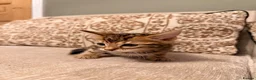 Bengal cats for sale: Bengal X Kittens  - Advert 11