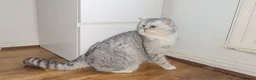 British Shorthair cats for sale: Blue eyed Golden British Shorthair female & male - Advert 17