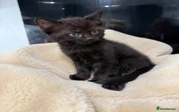 Ragdoll cats for sale: 4 brown fluffy ragdoll cross kittens  - Image 4