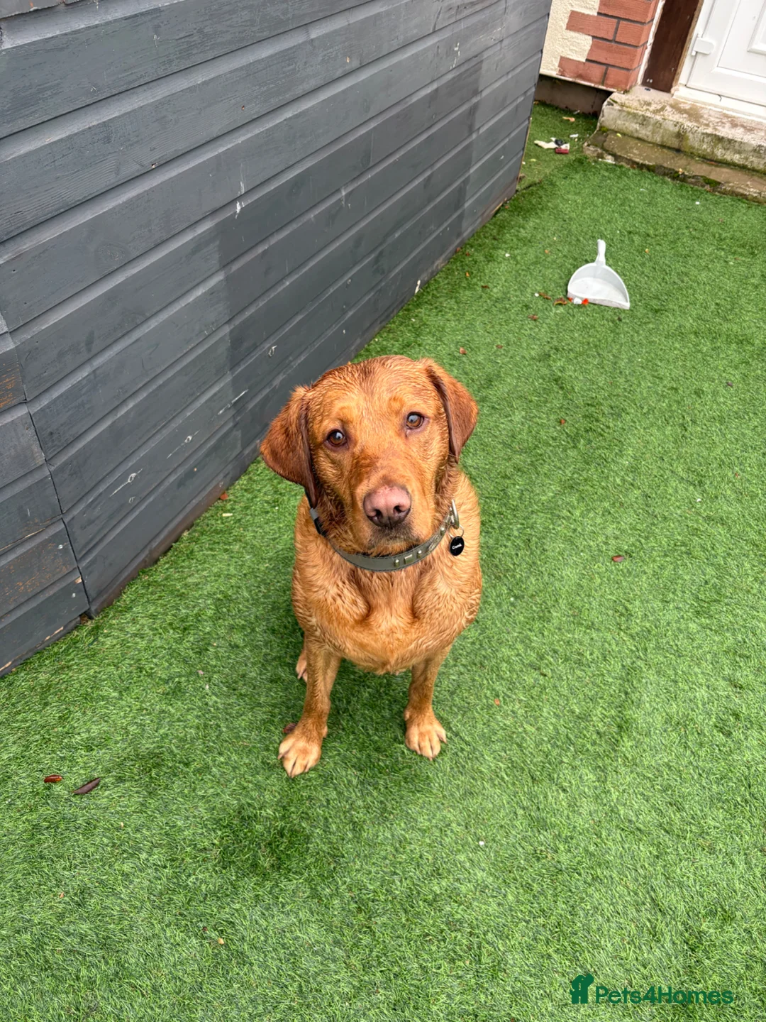 Labrador Retriever dogs for stud: Red fox Labrador for stud  - Advert 9