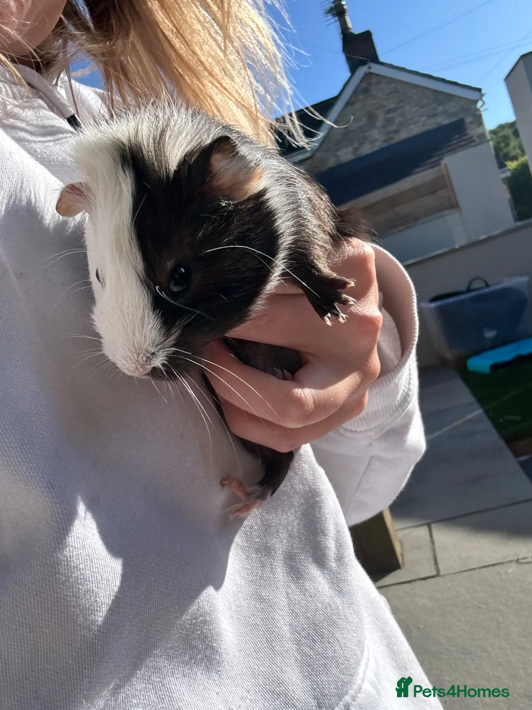Guinea Pig rodents for sale: Baby sow guinea pigs  - Advert 4