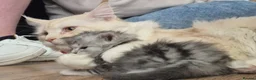 Maine Coon cats for sale: Maine coone kittens in Ebbw Vale - Advert 5