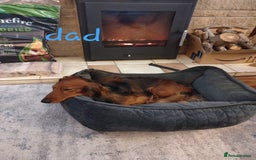 Dachshund dogs for sale: 5 beautiful long-haired Dachshunds pupps - Image 27