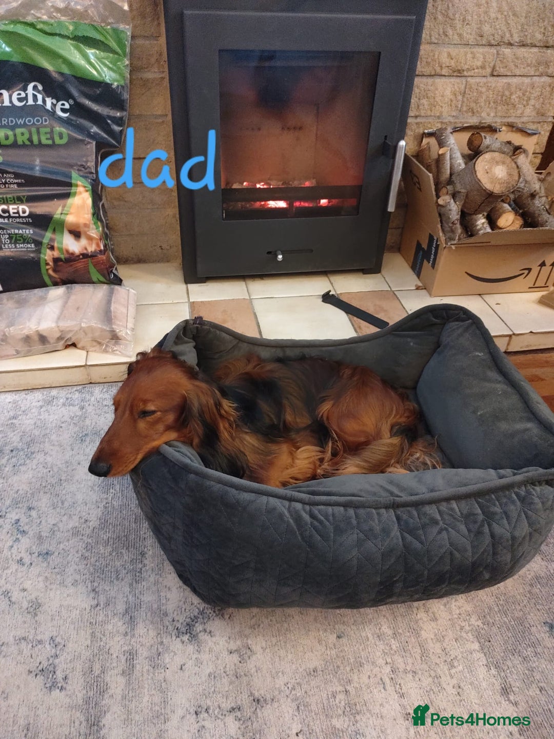 Dachshund dogs for sale: 5 beautiful long-haired Dachshunds pupps - Image 27