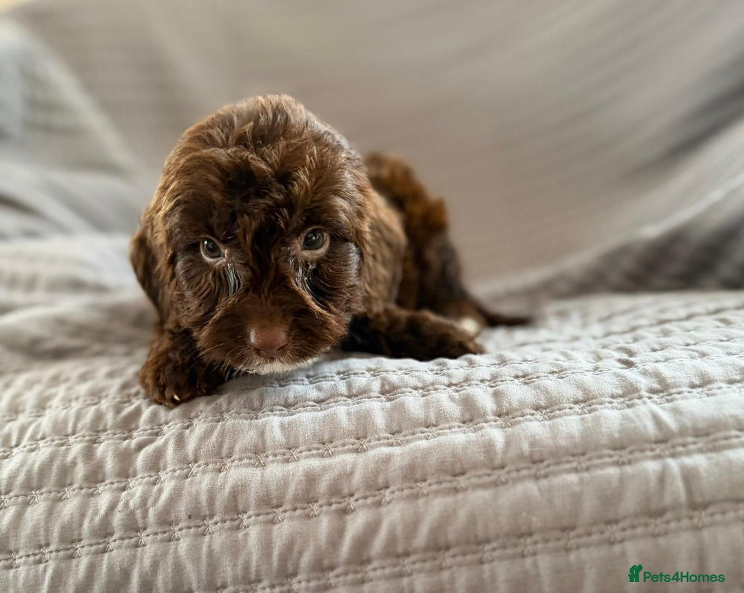 Cockapoo dogs for sale: Cockapoo puppies  - Advert 17