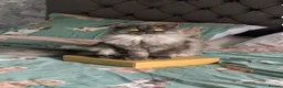 Persian cats for sale: 5 x Beautiful PersianX kittens  - Advert 4