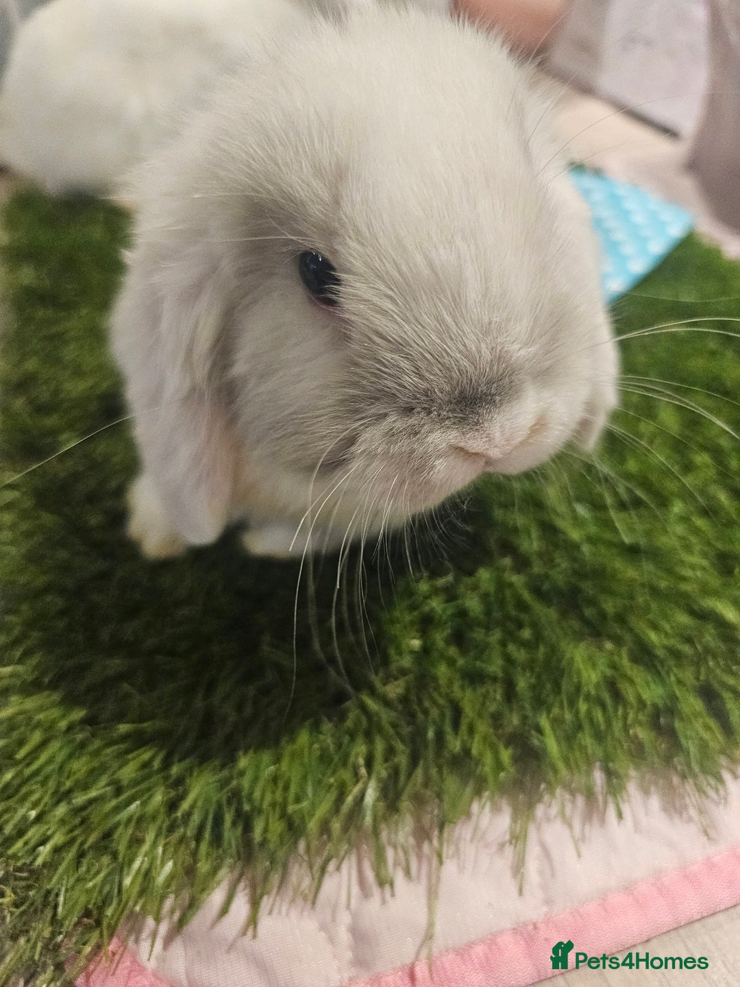 Mini Lop rabbits for sale: Pure Mini Lop Babies  - Advert 5