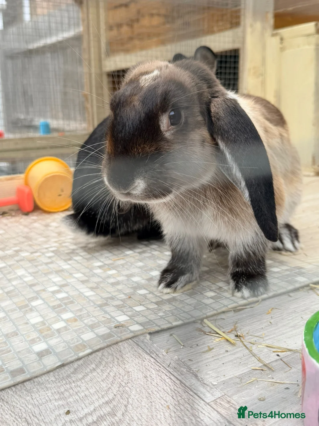Mixed Breed rabbits for sale: Bonded neutered and vaccinated  - Advert 2
