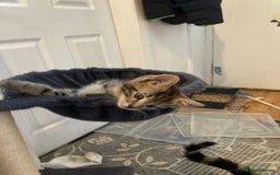 European cats for sale: 4 Cute & Cuddly Kittens Ready For Forever Home - Image 8