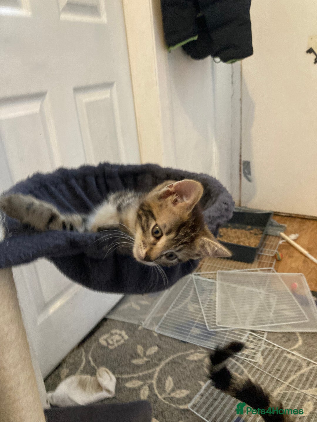 European cats for sale: 4 Cute & Cuddly Kittens Ready For Forever Home - Image 8