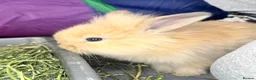 Lionhead rabbits for sale: Double Maned Lionheads Babies - Advert 26