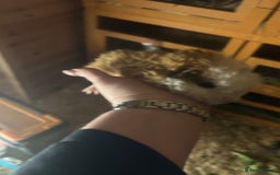 Guinea Pig rodents for sale: 2 male guinespigs  - Image 2