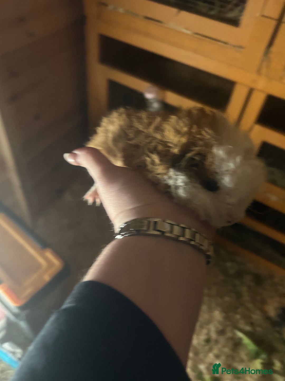 Guinea Pig rodents for sale: 2 male guinespigs  - Image 2