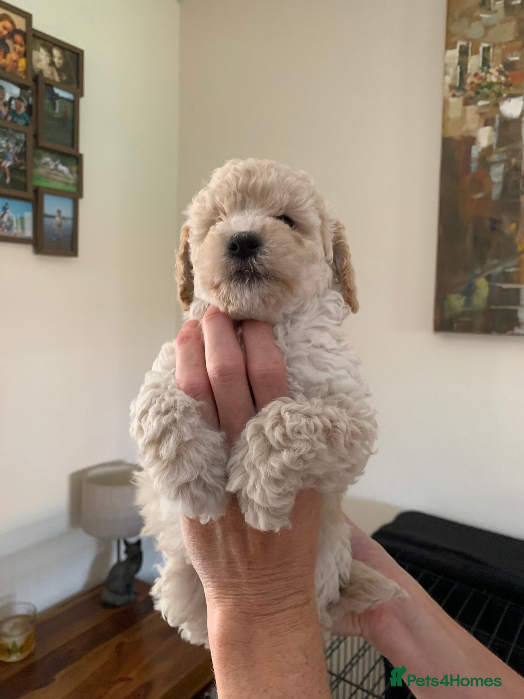 Mixed Breed dogs for sale: Mini/Toy Poodle pups - Image 9