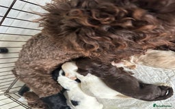 Cockapoo dogs for sale: Beautiful Cockapoo  - Image 7