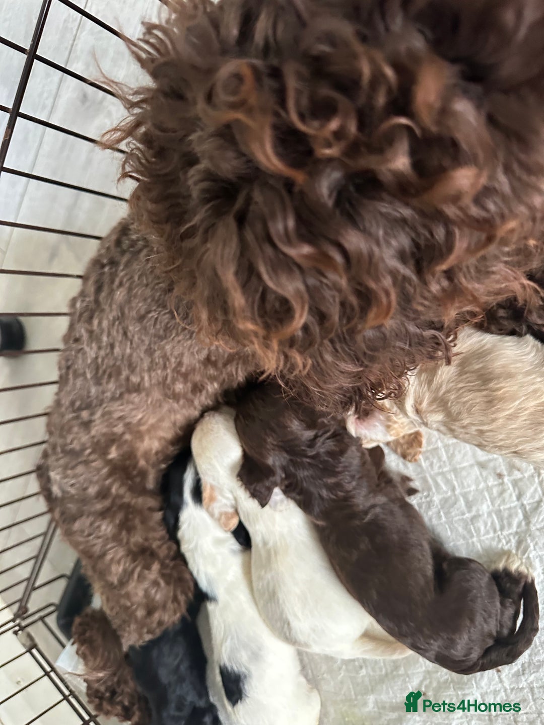 Cockapoo dogs for sale: Beautiful Cockapoo  - Image 7