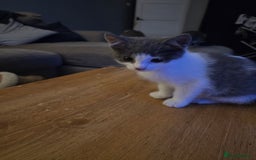 Domestic Shorthair cats for sale: 5 kittens available  - Advert 5