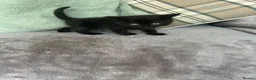 Scottish Fold cats for sale: Scottish folds and straights in Doncaster - Advert 8