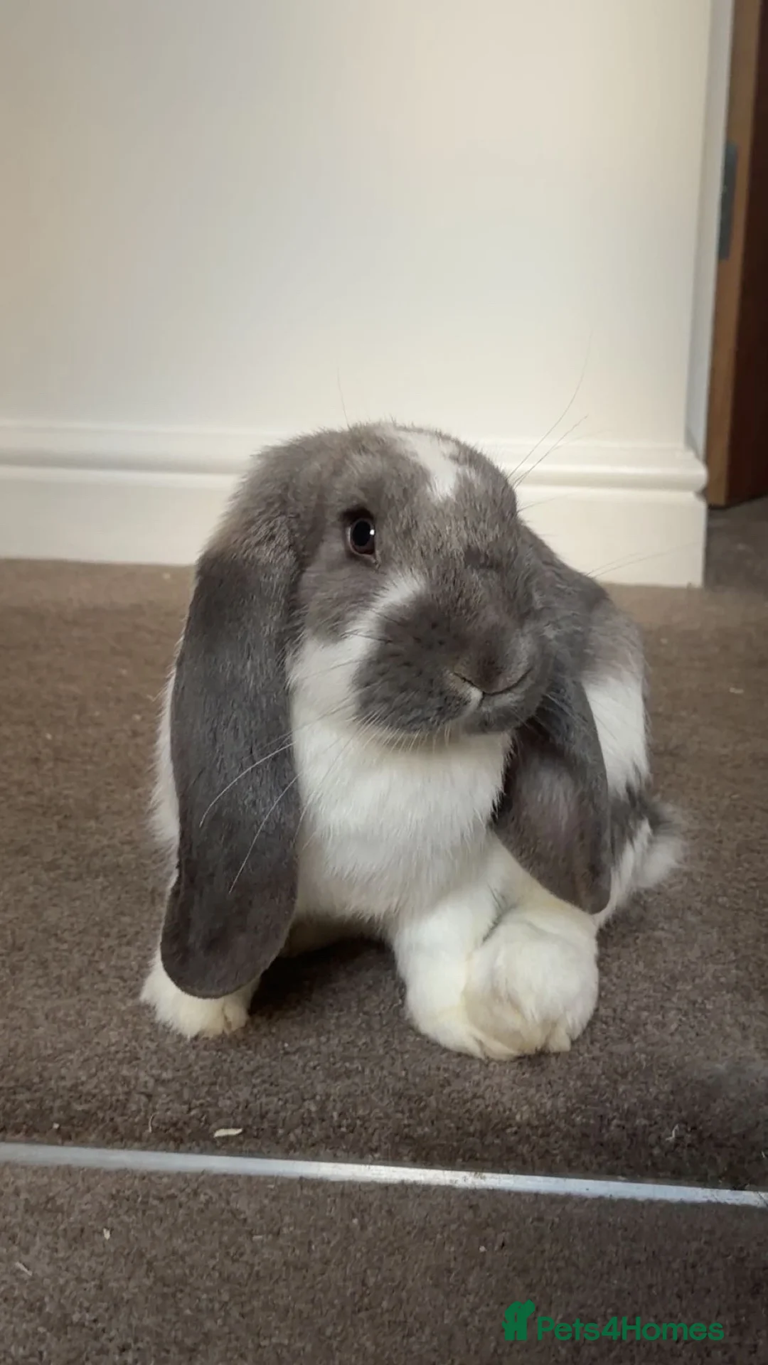 French Lop rabbits for sale: 2 French Lop Female Bunnies (sisters) in Guisborough - Advert 2