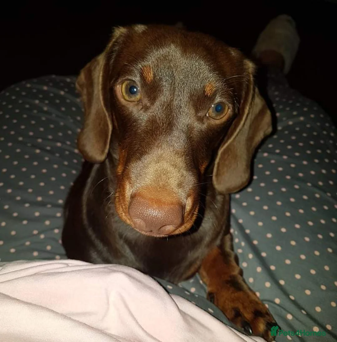Miniature Dachshund dogs for stud: Chocolate and Tan Smooth Coat STUD  in Pontypridd - Advert 3