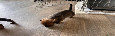 Mixed Breed 3