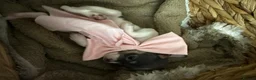 Chihuahua dogs for sale: Chihuahua puppies in Inverness - Advert 11