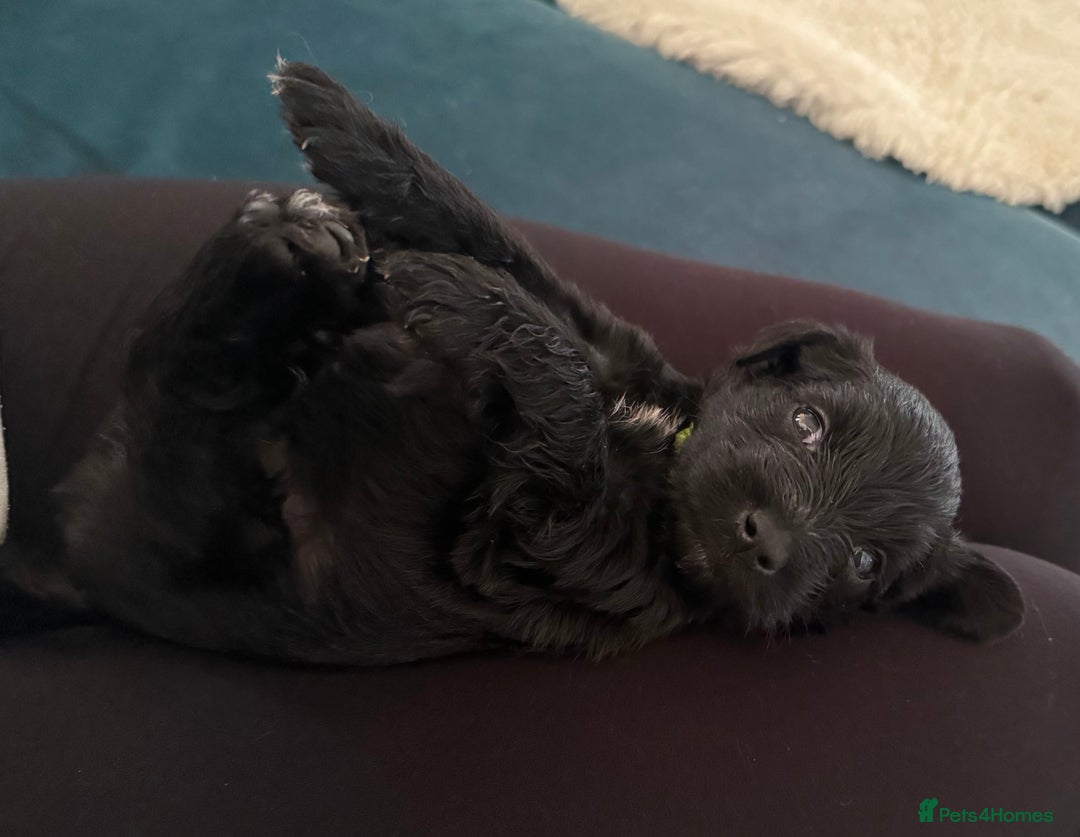 Miniature Schnauzer dogs for sale: Beautiful litter of Miniature Shnauzers  - Image 5
