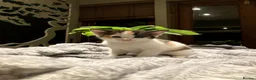 Mixed Breed cats for sale: KITTENS! Batch of Cuties for sale in Basinsgtoke - Advert 33