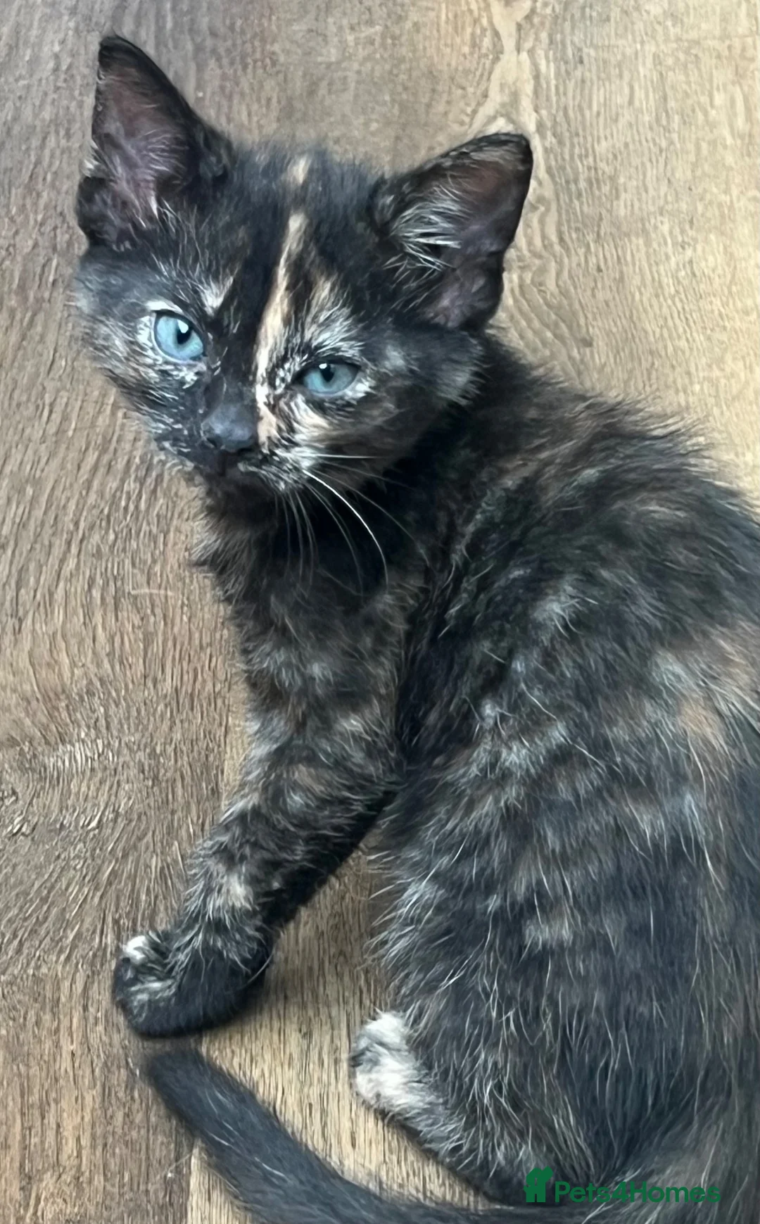 Mixed Breed cats for sale: Ready to leave now  - Advert 5