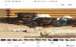 Rottweiler dogs for sale: Kc reg full German champion rottweiler puppies   - Image 26