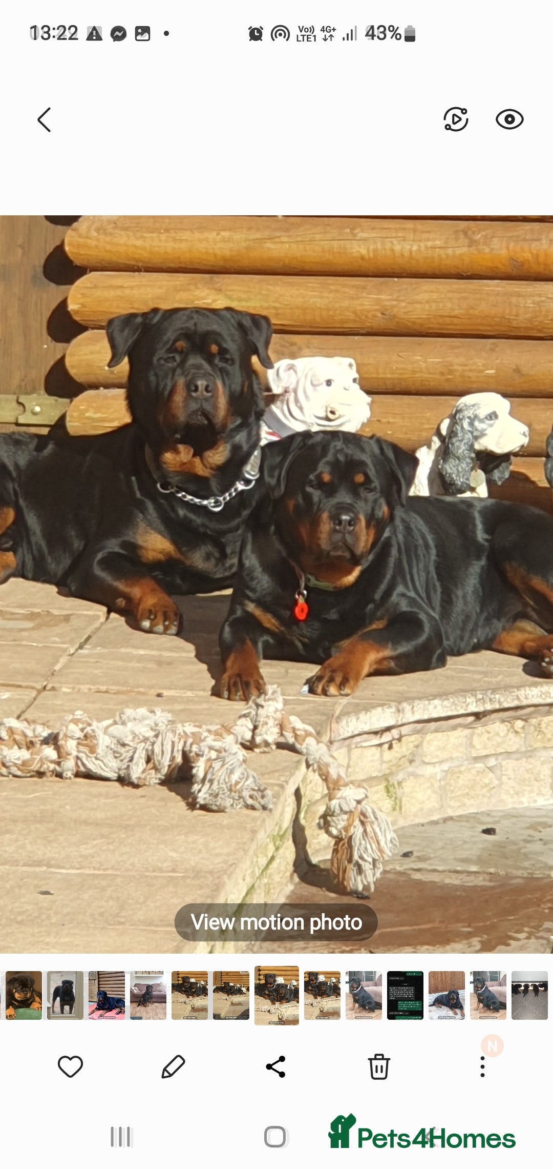 Rottweiler dogs for sale: Kc reg full German champion rottweiler puppies   - Image 26